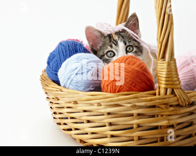 Tricolor weibliche Kätzchen spielt mit Ball von Wolle auf rosa Hintergrund. Horizontale Form, Textfreiraum Stockfoto