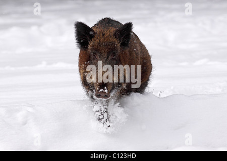 Weibliches Wildschwein (Sus Scrofa) Sau laufen im Winter im Schnee Stockfoto