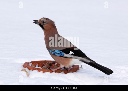 Jay, Jaybird (Garrulus Glandarius) im Winter im Schnee, Vogel füttern Stockfoto