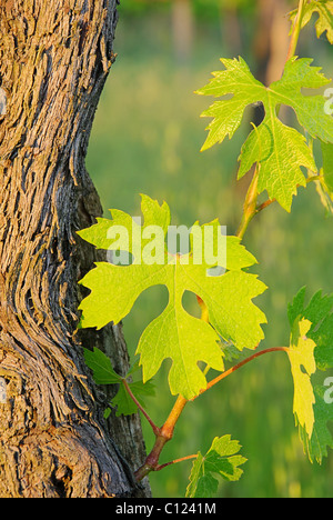 Weinlaub Im Fruehling - Weinblätter im Frühjahr 04 Stockfoto