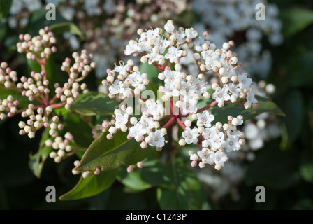 Viburnum Tinus, dichten, buschigen Strauch mit Mitte bis dunkelgrünen