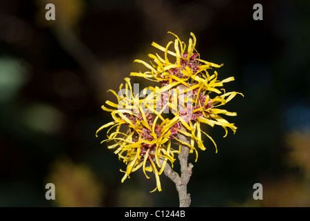 Chinesische Zaubernuss (Hamamelis Mollis) Stockfoto