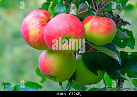 Rote Äpfel an einem Baum hängen Stockfoto