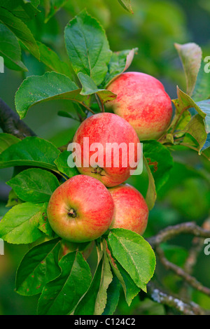 Rote Äpfel an einem Baum hängen Stockfoto