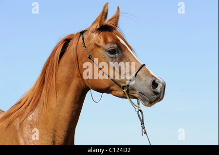 Arabisches Vollblut, Stute, Kastanien, Porträt Stockfoto