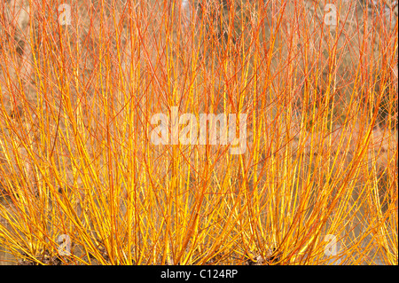 Salix Alba Var Vitellina Yelverton Willow in der Frühlingssonne Stockfoto