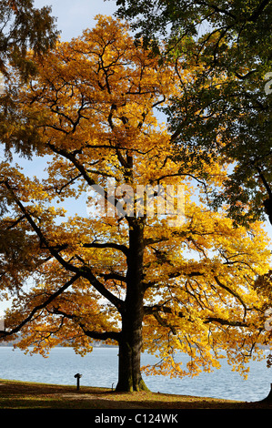 Baum im Herbst, Tutzing, Starnberger See, Starnberger See, Oberbayern, Deutschland, Europa Stockfoto