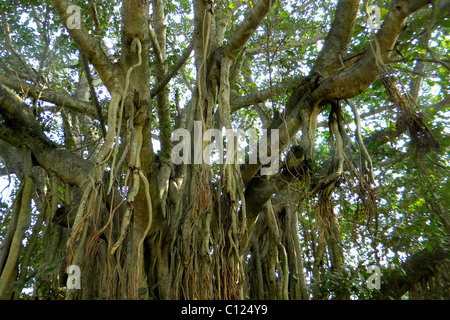 Banian Tree, Orissa, Indien Stockfoto