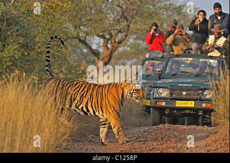 Touristenfahrzeuge ein Tiger (Panthera Tigris) im Anschluss an eine Tiger-Safari im Ranthambore Tiger reserve, Rajasthan, Indien, Asien Stockfoto