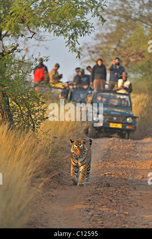 Touristenfahrzeuge ein Tiger (Panthera Tigris) im Anschluss an eine Tiger-Safari im Ranthambore Tiger reserve, Rajasthan, Indien, Asien Stockfoto
