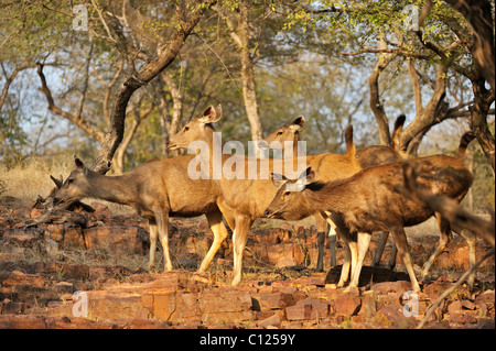 Alert weibliche Sambar Deer (Cervus unicolor Niger) im felsigen Tal des Ranthambore Nationalpark, Rajasthan, Indien, Asien Stockfoto