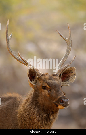 Kopf eines männlichen Hirsches Sambar (Cervus unicolor Niger) in Ranthambore Nationalpark, Rajasthan, Indien, Asien Stockfoto