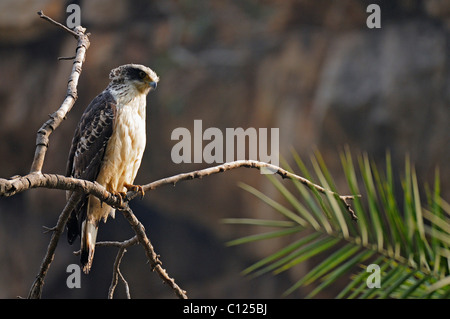 Juvenile Crested Serpent Adler (Spilornis Cheela) oder Kanmuri-Washi auf einen Baum Barsch in Ranthambhore, Rajasthan, Indien, Asien Stockfoto