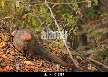 Ruddy Mongoose oder schwarz-angebundene Mungo (Herpestes Smithii) in Ranthambore Nationalpark, Rajasthan, Indien, Asien Stockfoto