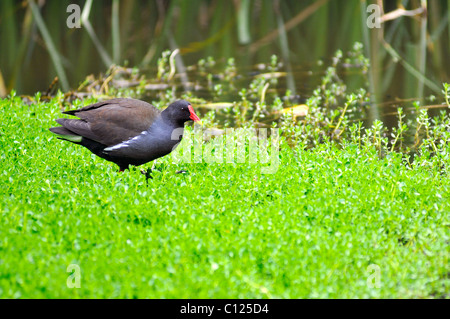 Eurasische Teichhühner (Gallinula Chloropus) zu Fuß auf Wasserpflanzen Stockfoto