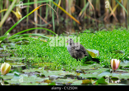 Küken der eurasischen Teichhühner (Gallinula Chloropus) auf Wasserpflanzen Stockfoto