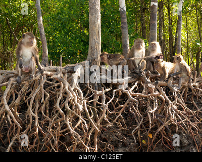 Familie von Makaken (Macaca) in den Mangrovenwäldern von Koh Lanta Marine National Park, Ko Lanta Andaman Sea, Provinz Krabi Stockfoto