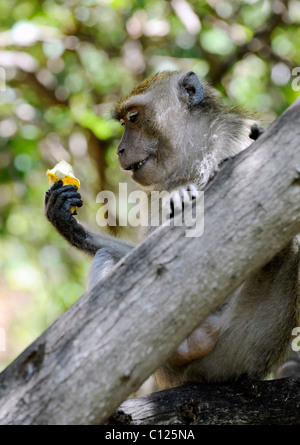 Affe mit Banane, grüne Affe (Chlorocebus Sabaeus), Pattaya, Thailand, Asien Stockfoto