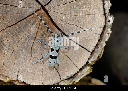 Rosalia Art (Rosalia Alpina) Stockfoto