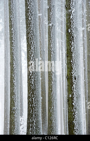 Baumstämmen bedeckt mit Frost, Lindenberg, Schweiz, Europa Stockfoto