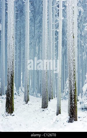 Baumstämmen bedeckt mit Frost, Lindenberg, Schweiz, Europa Stockfoto