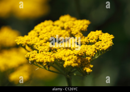 Blüte der gelbe Schafgarbe (Achillea Hybride), Garten-Anlage Stockfoto