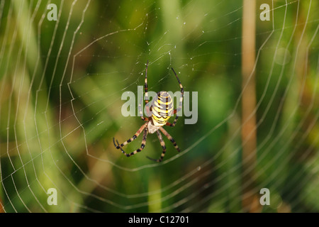 Wasp Spider (Argiope Bruennichi) in eine Spinne Netz, Bayern, Deutschland Stockfoto