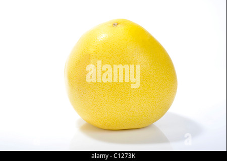 Pomelo, Kreuzung einer Grapefruit (Citrus Paradisi) und Jabong (Citrus Maxima) Stockfoto