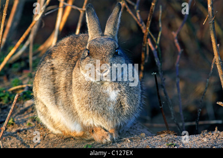 Europäischen Kaninchen (Oryctolagus Cuniculus) sonnen sich im Morgenlicht vor den Fuchsbau Eingang Stockfoto