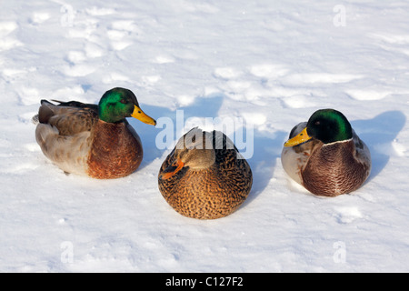 Stockente Enten (Anas Platyrhynchos) im Winter, Stockenten, zwei Erpel und ein Weibchen sitzen im Schnee Stockfoto