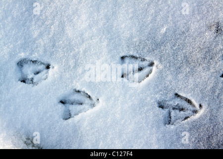 Spuren einer Stockente (Anas Platyrhynchos) im Schnee im winter Stockfoto