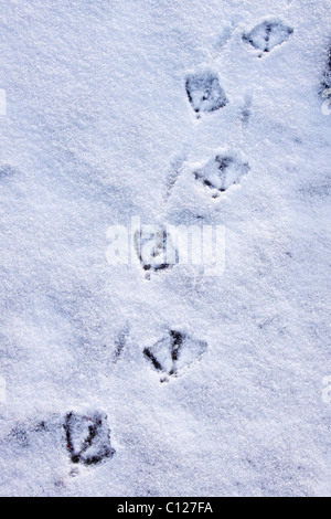 Spuren einer Stockente (Anas Platyrhynchos) im Schnee im winter Stockfoto