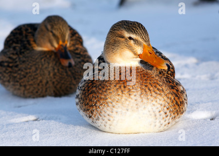Stockente Enten (Anas Platyrhynchos) im Winter, Weibchen sitzen im Schnee Stockfoto