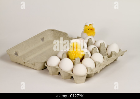 Frisch geschlüpften Küken Spielzeug in Eggbox mit weißen Eiern. Stockfoto