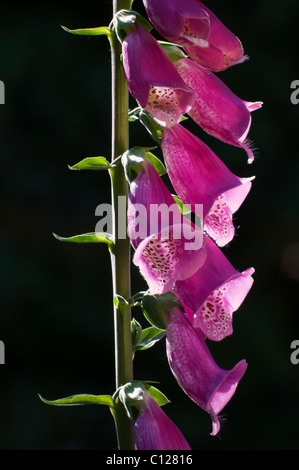Lila Blüten, Fingerhut (Digitalis Purpurea), Hintergrundbeleuchtung, Schwäbische Alb, Baden-Württemberg, Deutschland, Europa Stockfoto