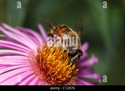 Dronefly, Drohne fliegen (Eristalis Tenax) auf Aster Blüte Stockfoto