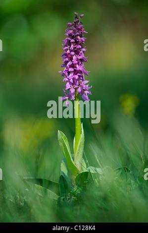 Mischung aus frühen lila Orchidee (Orchis Mascula) und blasse blühenden Orchidee (Orchis Pallens) Stockfoto