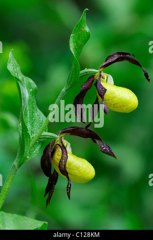 Frauenschuh Orchidee (Cypripedium Calceolus) Stockfoto