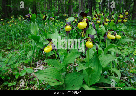 Frauenschuh Orchidee (Cypripedium Calceolus), Blumen in der Landschaft, Schwäbische Alb, Baden-Württemberg, Deutschland, Europa Stockfoto