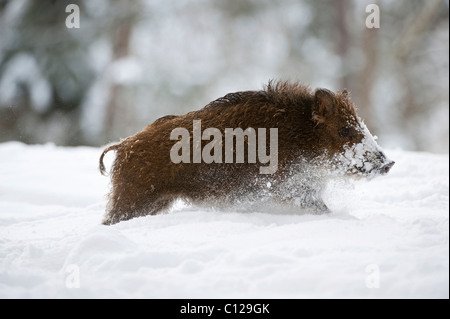 Wildschwein (Sus Scrofa) im Schnee Stockfoto