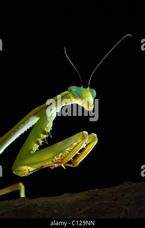 Gottesanbeterin (Stagmomantis Theophila) zeigt stachelige Beine Stockfoto