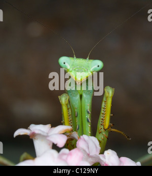 Gottesanbeterin (Stagmomantis Theophila) zeigt stachelige Beine Stockfoto