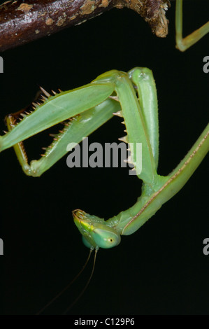 Gottesanbeterin (Stagmomantis theophila) hängen mit der Oberseite nach unten Stockfoto