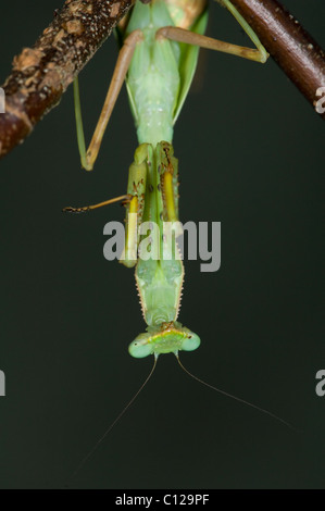 Gottesanbeterin (Stagmomantis theophila) hängen mit der Oberseite nach unten Stockfoto