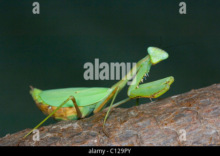 Schwangere Gottesanbeterin (Stagmomantis theophila) Stockfoto