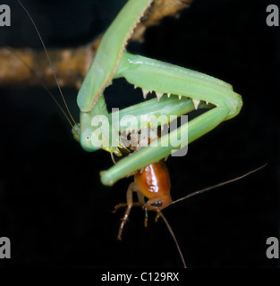 Weibliche Gottesanbeterin (Stagmomantis theophila) Fütterung auf turkistan Küchenschabe (Blatta lateralis) Stockfoto