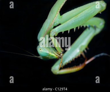 Weibliche Gottesanbeterin (Stagmomantis Theophila) Stockfoto