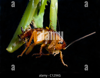 Turkestan Schabe (Blatta Lateralis) von einer Gottesanbeterin (Stagmomantis Theophila) gefressen Stockfoto