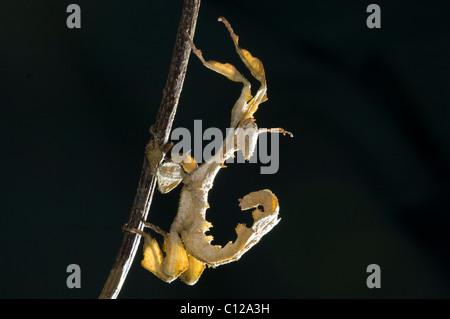 Macleays Gespenst Stabheuschrecke oder riesige stacheligen Stabheuschrecke (Extatosoma Tiaratum) Stockfoto