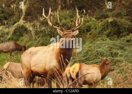 Ein Roosevelt Elk Stier auf der Suche nach seinem Harem. Stockfoto